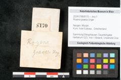 Foto (Objekt + Etikett) von Royena graeca Unger (NHMW-GEO-2024-0188-8170)
